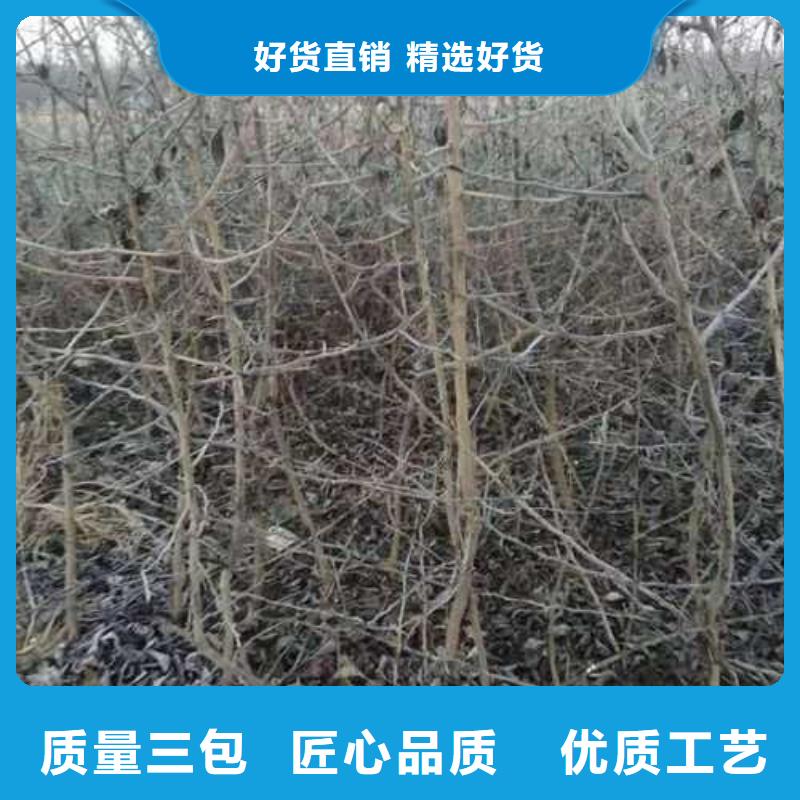 杜梨梨樹(shù)苗基地質(zhì)量無(wú)憂