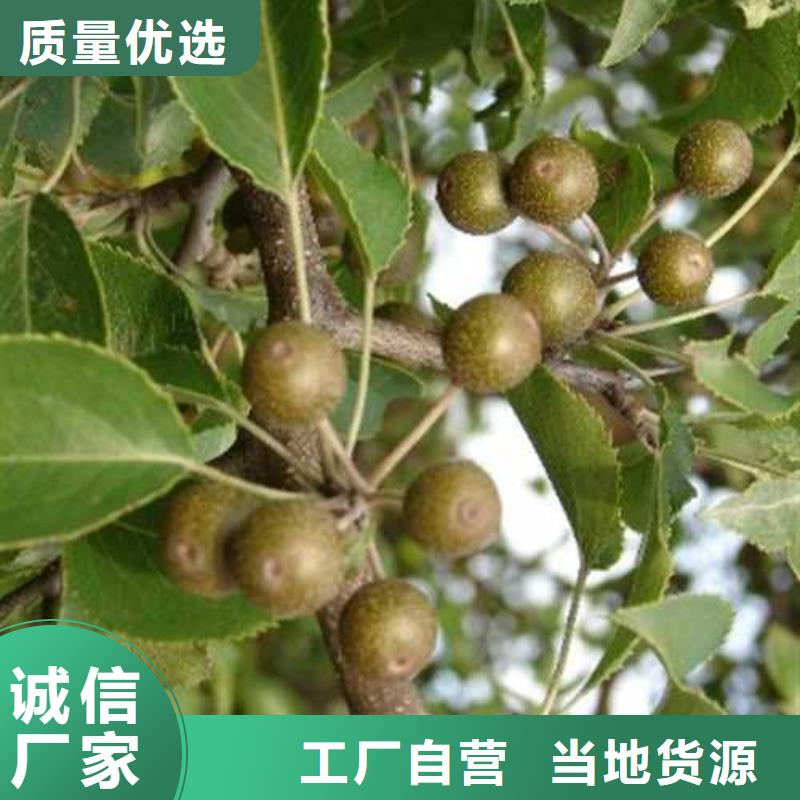 杜梨【瑞蟠101桃樹苗】工程施工案例