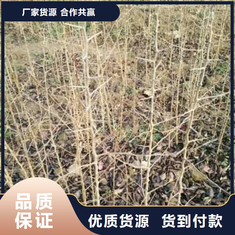 【杜梨】梨樹苗基地老客戶鐘愛