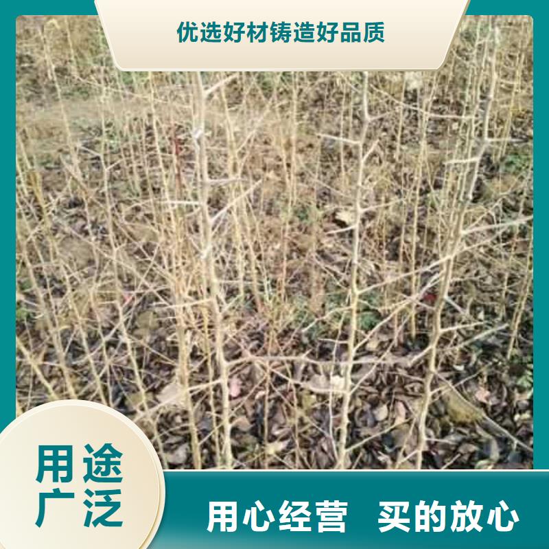 杜梨新梨7号梨树苗选择大厂家省事省心