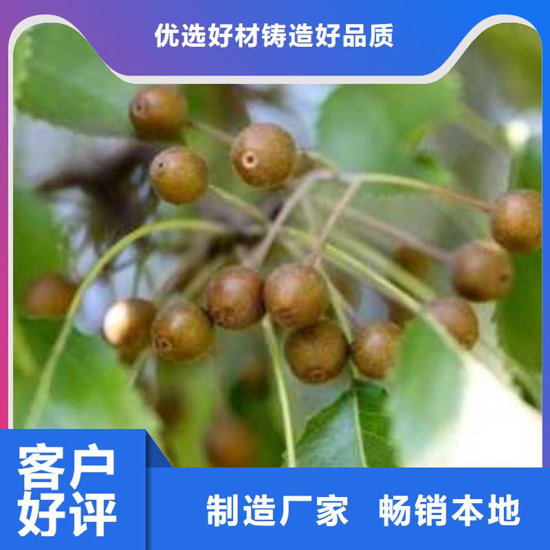 【杜梨紅香酥梨樹苗應用范圍廣泛】