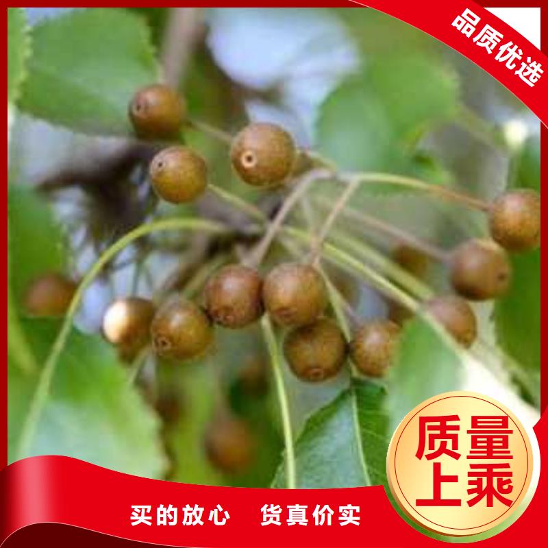 杜梨,玉露香梨樹苗用心做產(chǎn)品