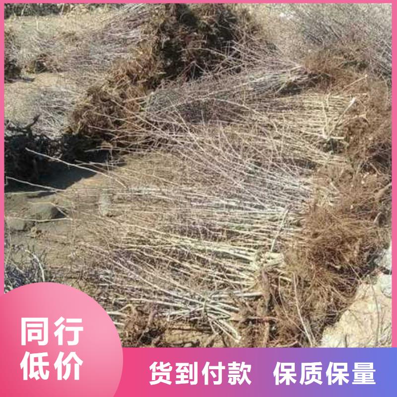 【杜梨瑞蟠101桃树苗制造厂家】