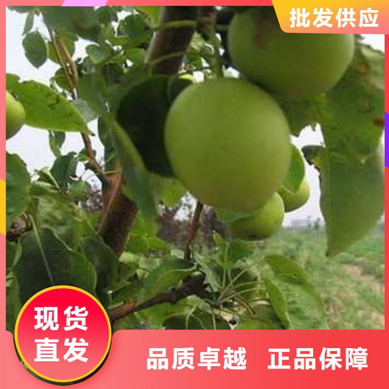 【杜梨紅香酥梨樹苗應用范圍廣泛】