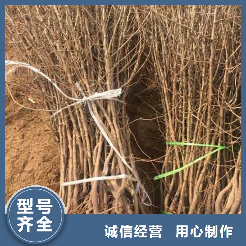 【杜梨新梨7號梨樹苗匠心工藝】