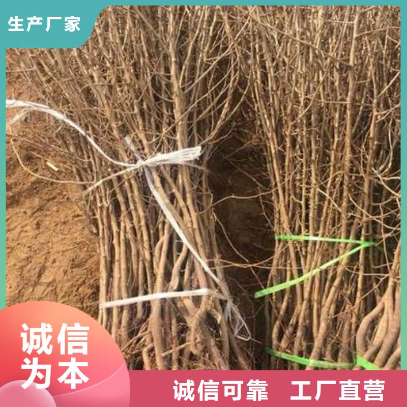 【杜梨】梨树苗基地优选厂商