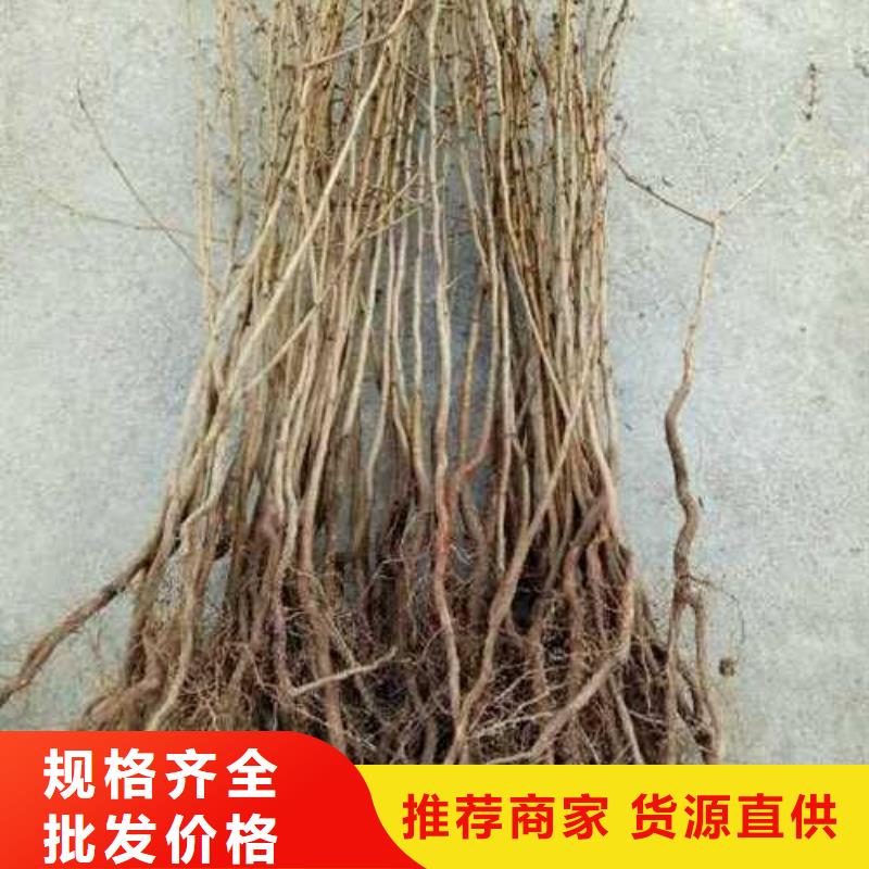 杜梨皇冠梨樹苗實拍品質(zhì)保障