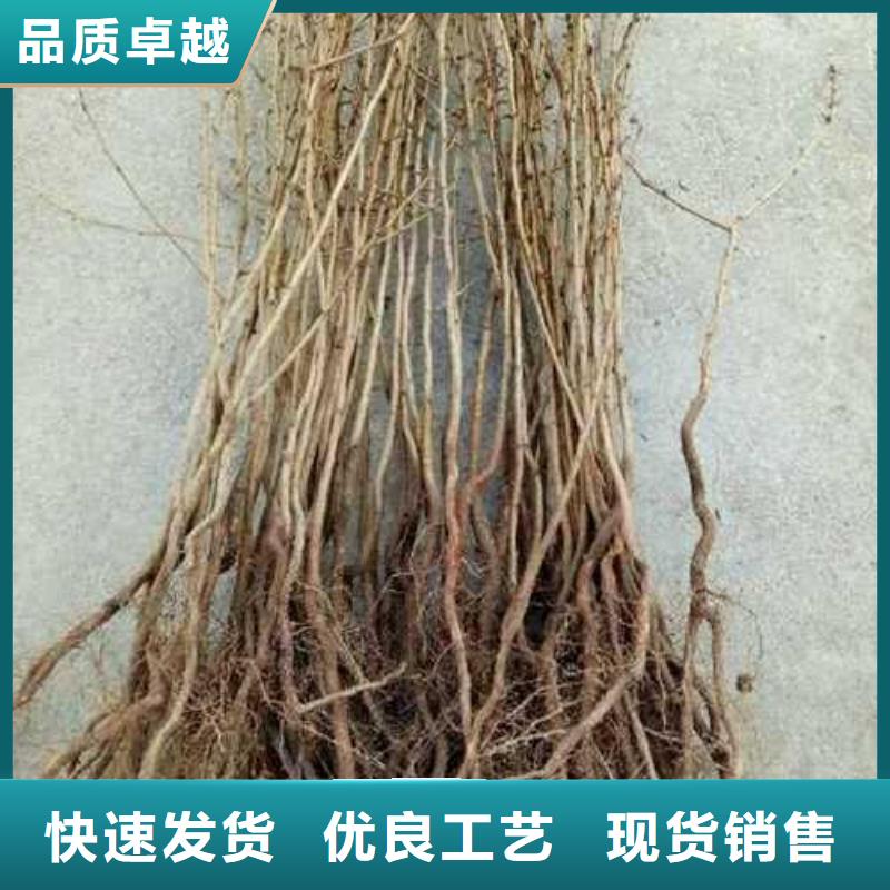 杜梨【瑞蟠101桃樹苗】工程施工案例