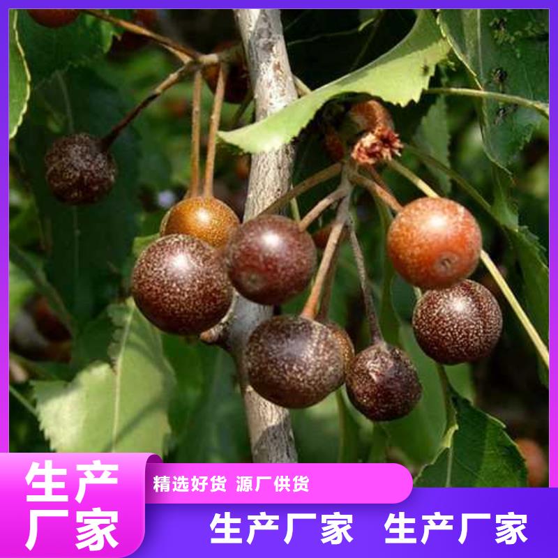 【杜梨梨樹苗一站式供應廠家】