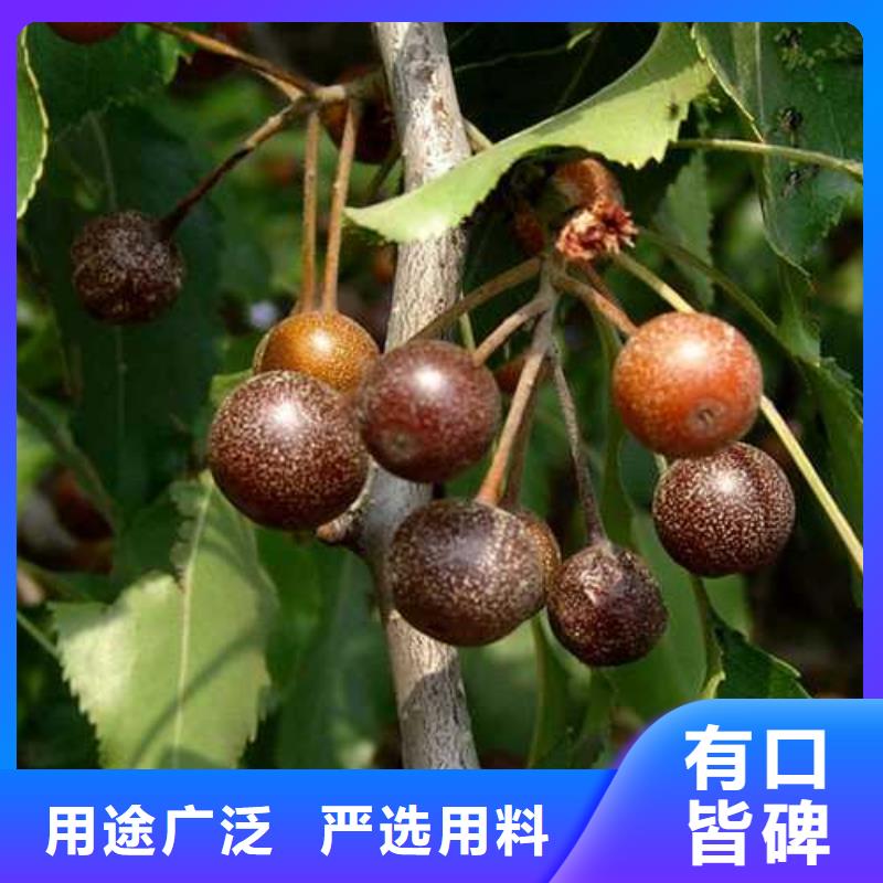 杜梨【新梨7號梨樹苗】經驗豐富質量放心