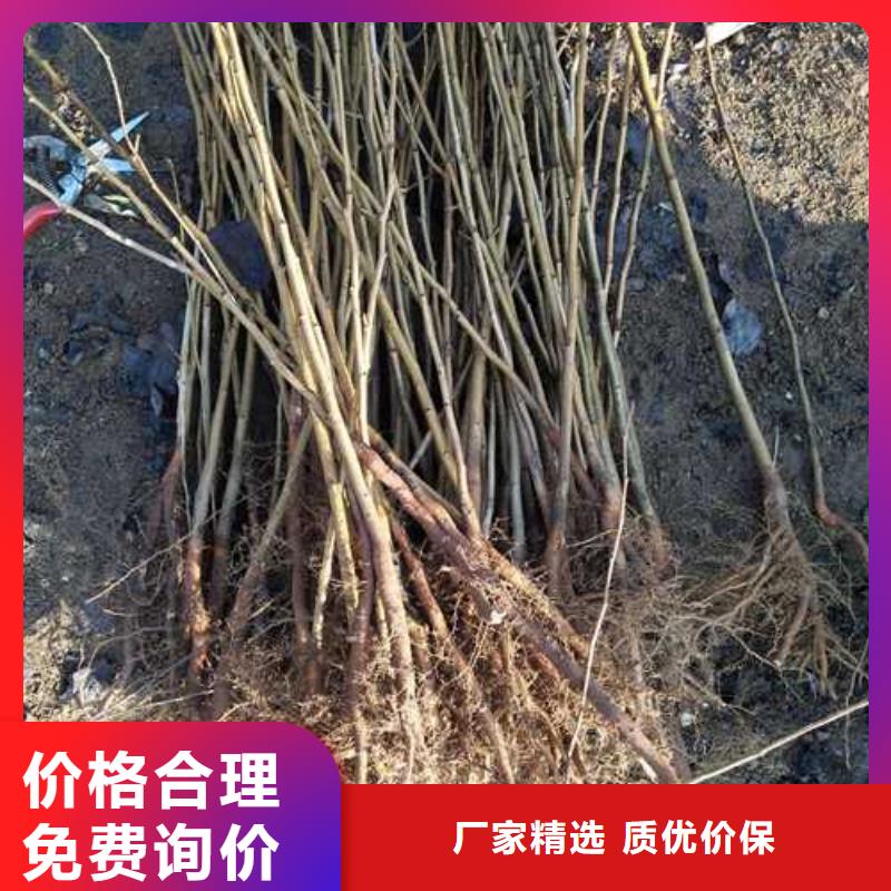 【杜梨新梨7號梨樹苗匠心工藝】