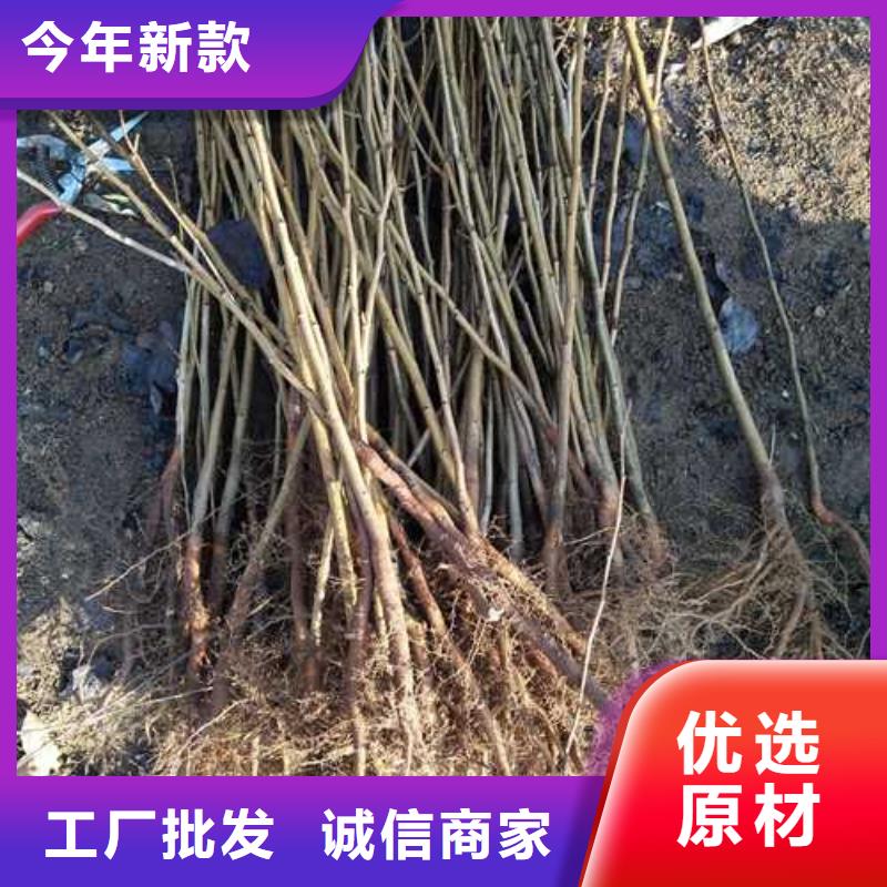 杜梨,桃樹苗支持定制