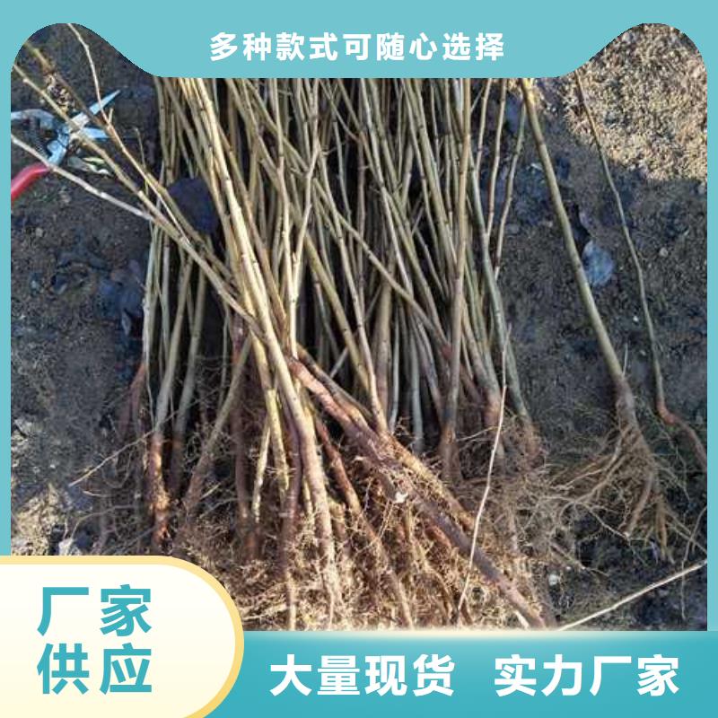 杜梨梨树苗基地优质原料