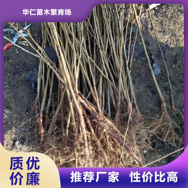 【杜梨】梨樹苗基地老客戶鐘愛