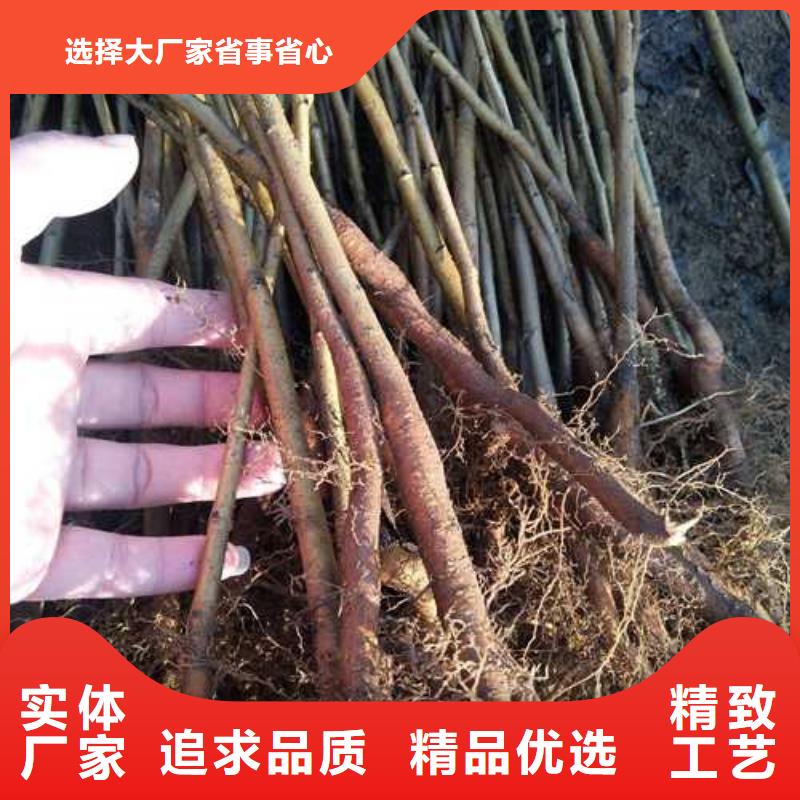 【杜梨】梨树苗基地老客户钟爱