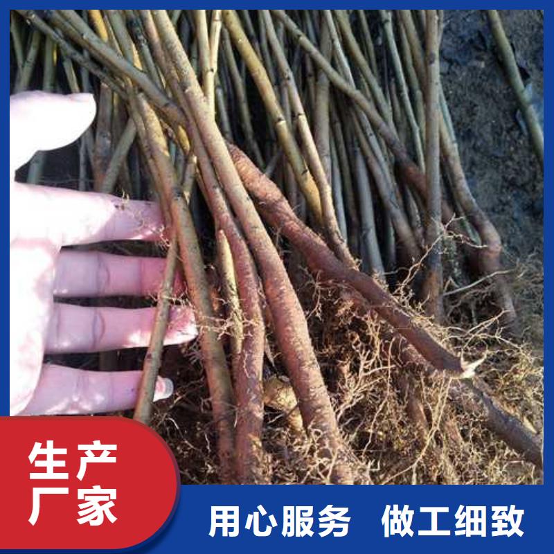 杜梨奧紅一號(hào)梨苗貨源充足