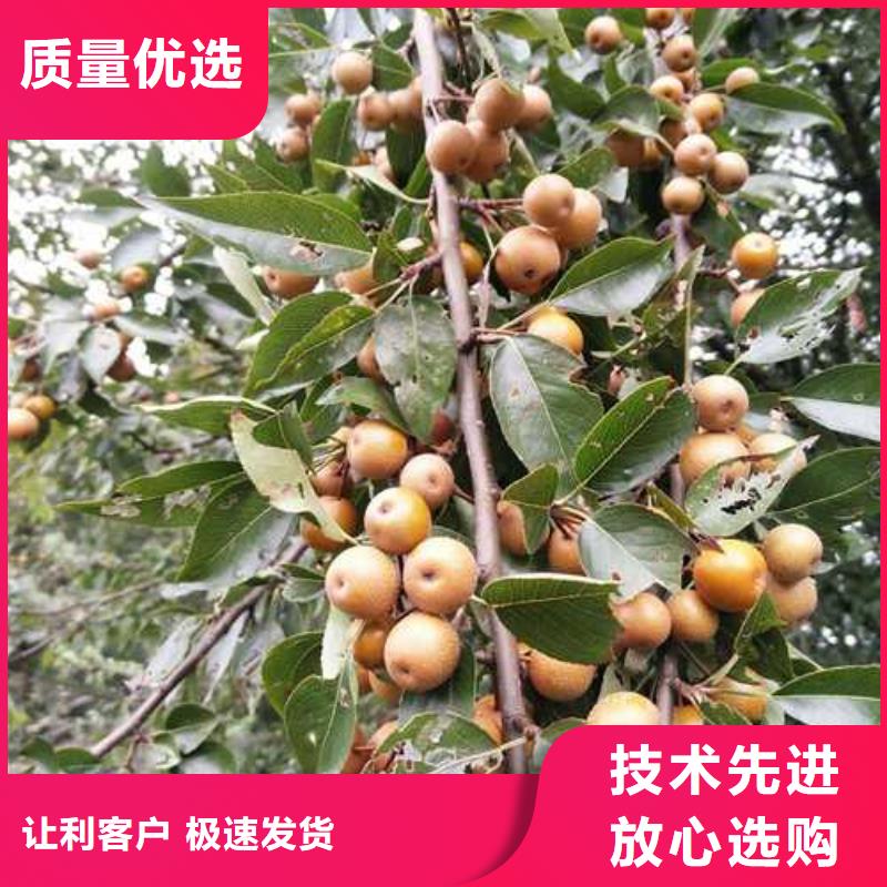 【杜梨奧紅全紅梨樹苗應用領域】