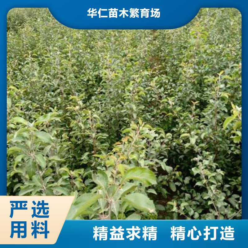 【杜梨紅香酥梨樹苗應用范圍廣泛】