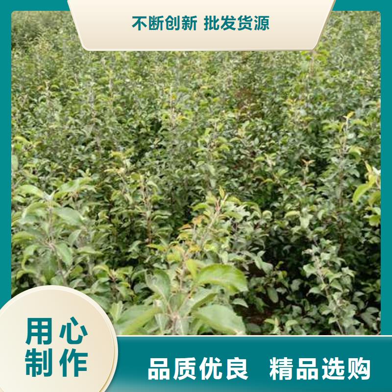 杜梨新梨7號梨樹苗敢與同行比質量