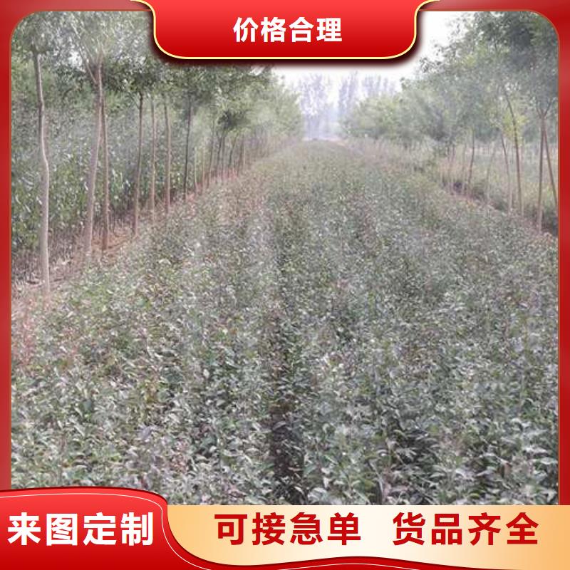 【杜梨紅香酥梨樹苗應用范圍廣泛】