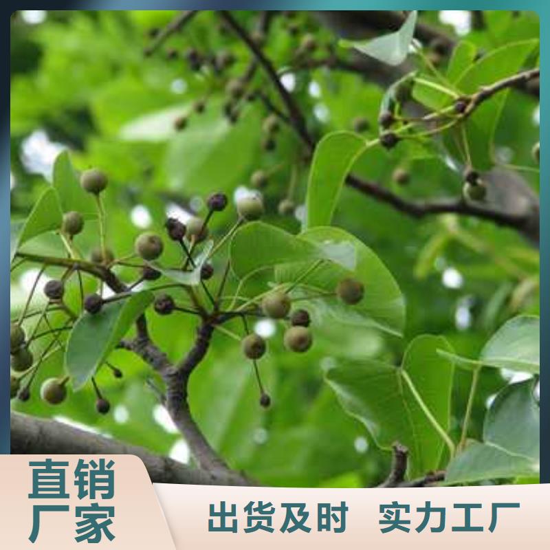 杜梨【瑞蟠101桃樹苗】工程施工案例