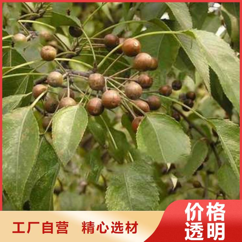 【杜梨奧紅全紅梨樹苗應(yīng)用領(lǐng)域】