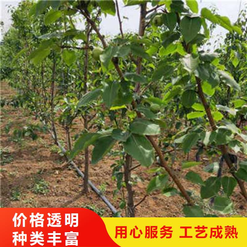 【杜梨】山桃苗價格實惠工廠直供