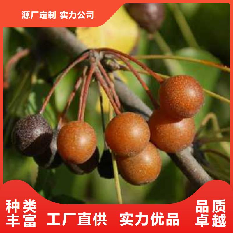 杜梨新梨7號梨樹苗定制批發