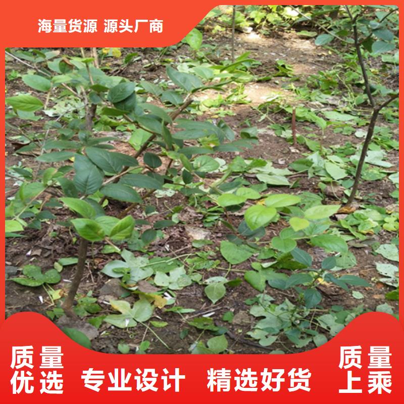 杈杷果,獼猴桃苗制造廠家