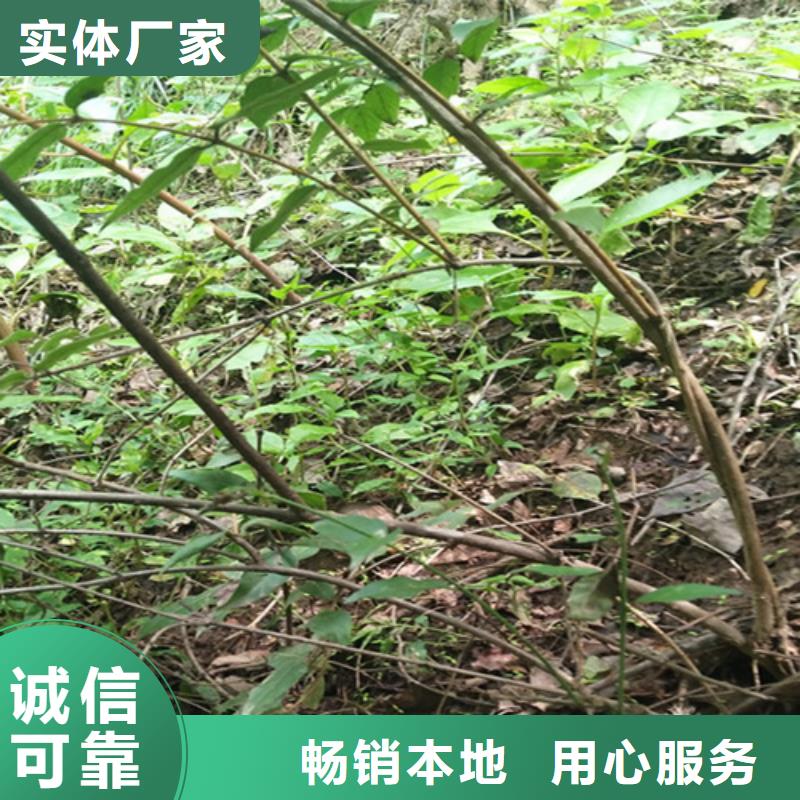 杈杷果無花果苗擁有多家成功案例