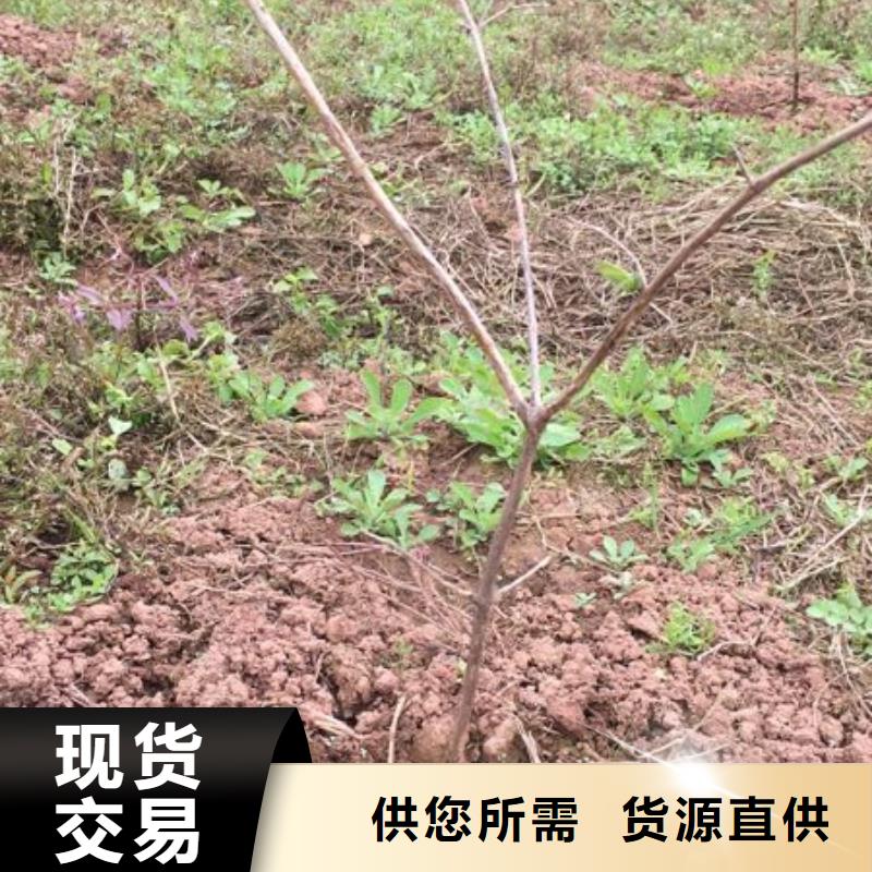 杈杷果無花果苗擁有多家成功案例