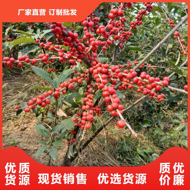 【北美冬青紅石榴苗基地支持拿樣】