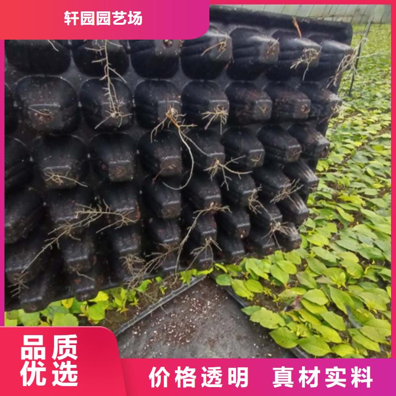 北美冬青-櫻桃苗專業(yè)按需定制