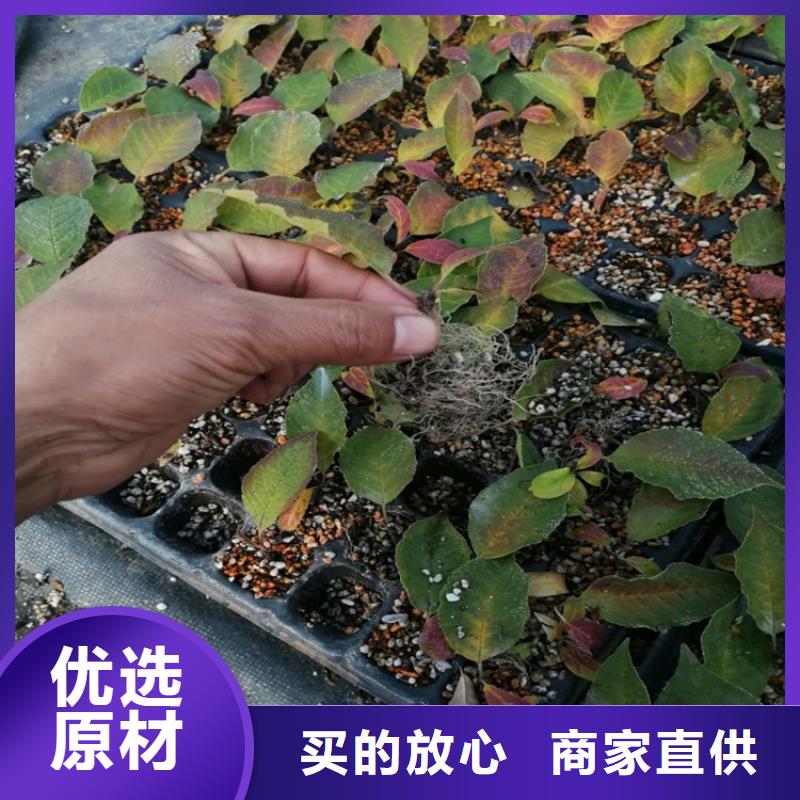 北美冬青桃樹苗質量無憂