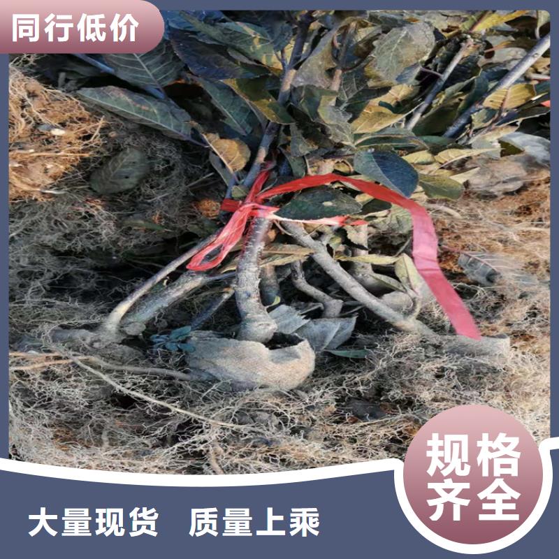 北美冬青【櫻桃苗】安心購