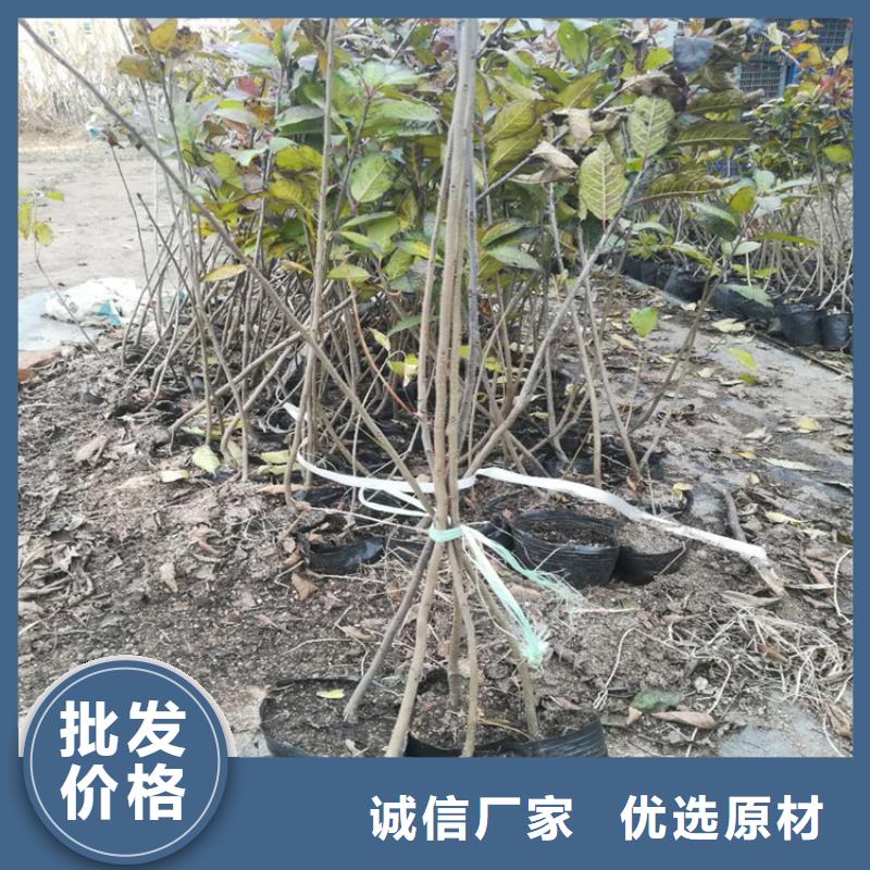 【北美冬青紅石榴苗基地支持拿樣】