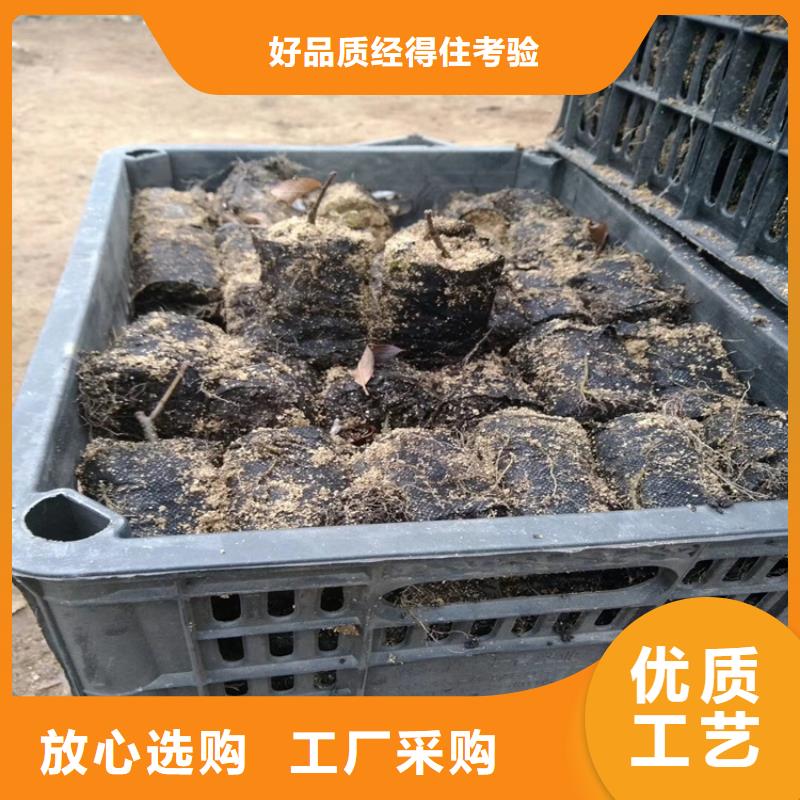 【北美冬青紅石榴苗基地支持拿樣】