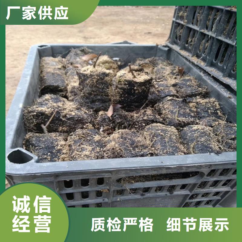 北美冬青【櫻桃苗】好貨直銷