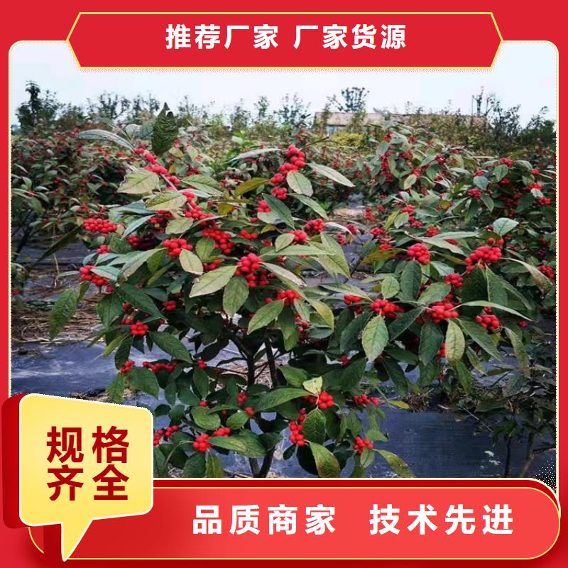 北美冬青【紅顏草莓】快速生產(chǎn)