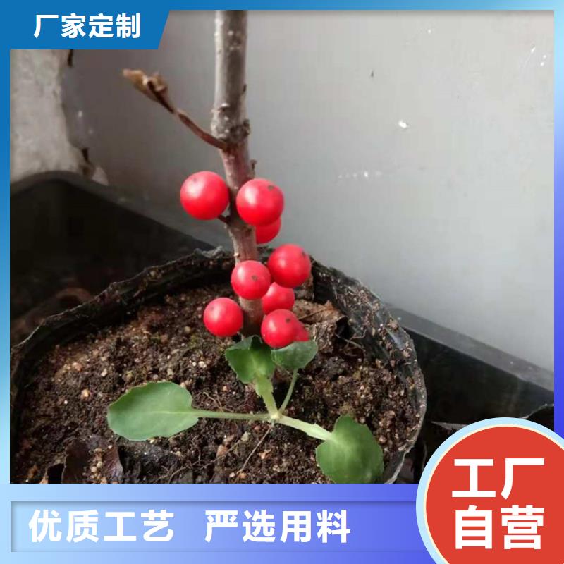 北美冬青【櫻桃苗】好貨直銷