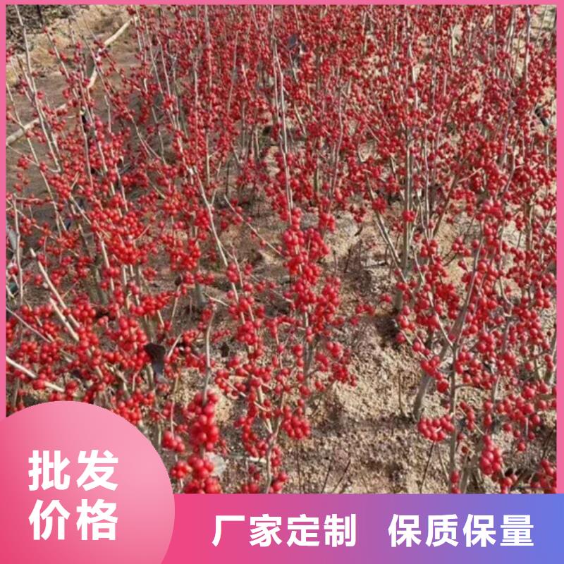 【北美冬青紅石榴苗基地支持拿樣】