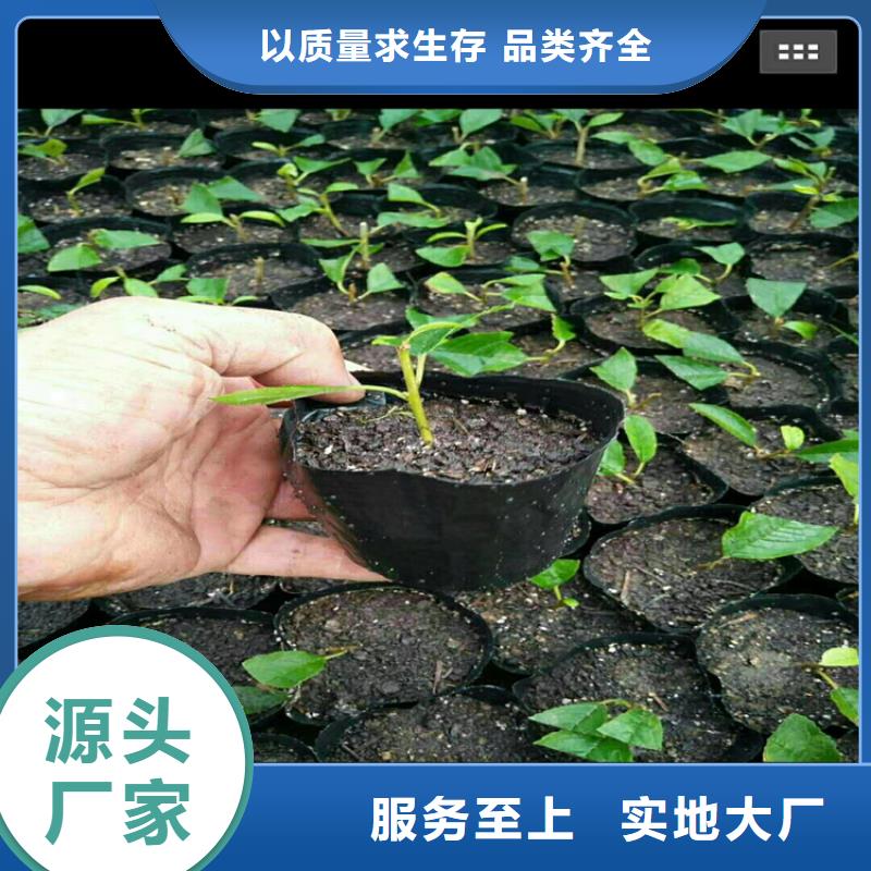北美冬青藍莓苗一站式采購