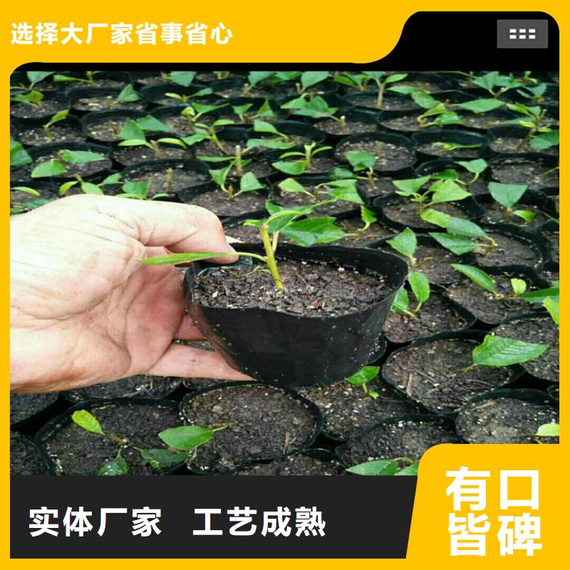 北美冬青櫻桃苗真材實(shí)料