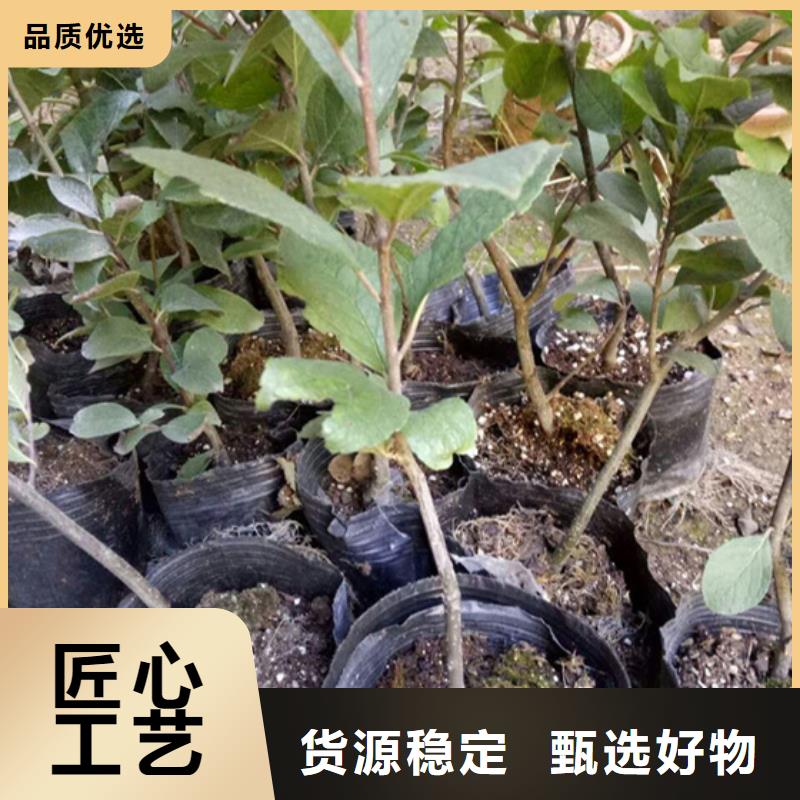 【北美冬青】奶油草莓工廠采購