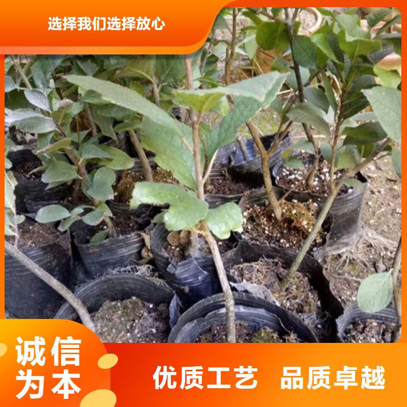 北美冬青櫻桃苗型號全價格低