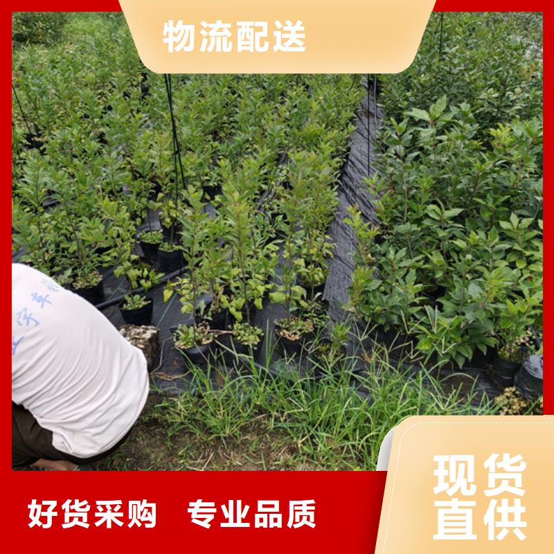 北美冬青板栗苗源頭把關放心選購