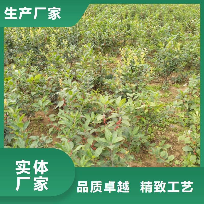 北美冬青石榴樹高質(zhì)量高信譽(yù)