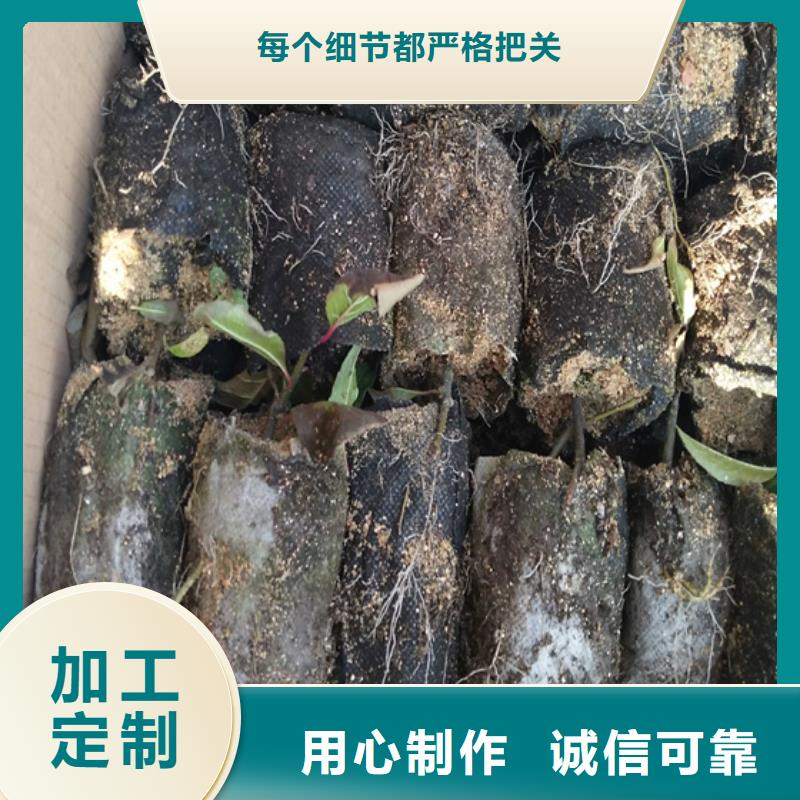 北美冬青-櫻桃苗種類多質(zhì)量好