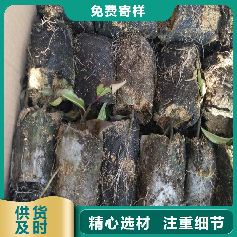 【北美冬青】草莓苗按需定制