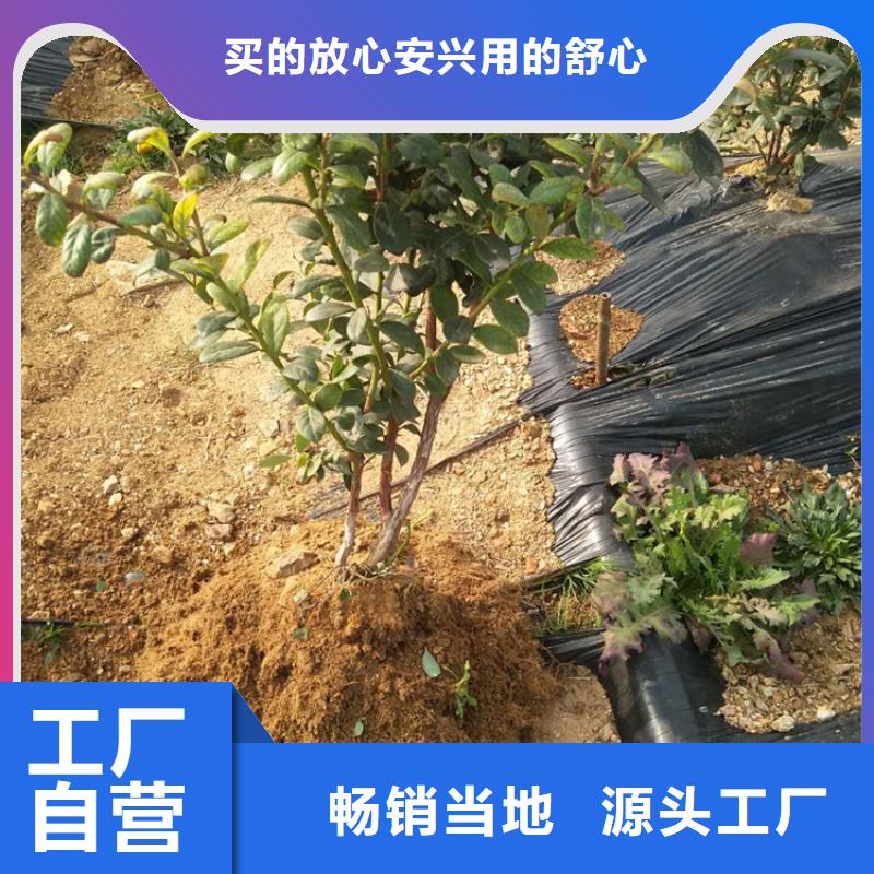 藍莓苗櫻桃苗打造好品質(zhì)